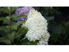 ��������� ��� ����