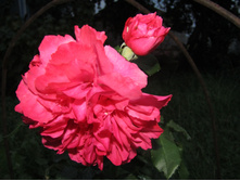 ���� ��������� �������� ������� Rosarium Uetersen