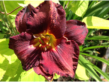 �������� ���� �������