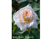 ���� Karl Heniz Hanisch (�������� 8��).jpeg