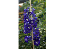 ���������� ���� �����