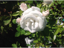 ���� �������