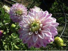 ������� �������� ����������