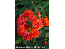 ���� Grimpant Orange Meillandina (�������� 8��).jpeg