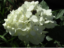 ��������� "������� �����"