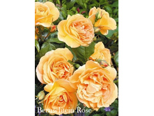 ���� Bernschtein Rose (�������� 5��).jpeg