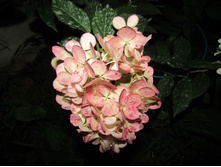 ��������� "������� �����"