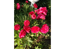 ����� 020.jpg