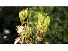 ����� ������� ����