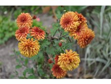 ���������� �����.JPG