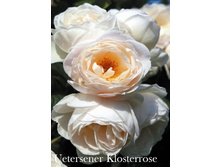 ���� Uetersener Klosterrose (�������� 9��).jpeg