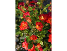 ���� Cha Cha (�������� 7��).jpeg