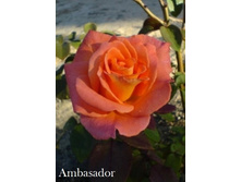 ���� Ambasador (�������� 9��).jpeg