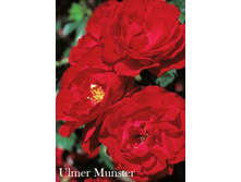 ���� Ulmer Munster (�������� 9��).jpeg