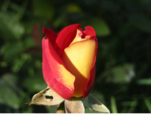 ���� �������� (FRIENDSHIP)