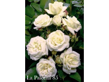 ���� La Paloma 85 (�������� 4��).jpeg