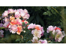 �������������� Jazz