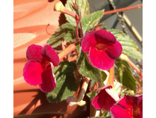 IMG 20180807 135011.jpg