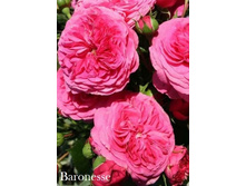 ���� Baronesse (�������� 5��).jpeg