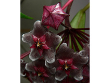 ���� Pubicalyx Red Button(����).