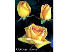 ���� Golden Tower (�������� 9��).jpeg