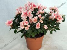 ������ ����� MEVR GERARD- 450- 500 ���.