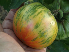 ����� ������ �������