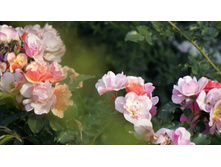 �������������� Jazz