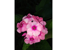 ����� Paniculata Orange Perfection