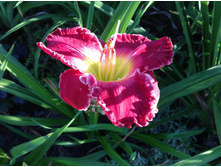 �������� Dale Hensley