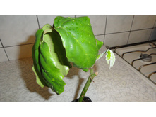 ����������� ������ - 250 ���. ���� 1 ����� !!