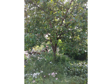 �������� �������: ������,�����, �����