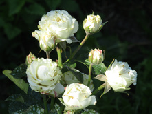 ���� ���� / ��������