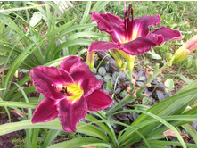 �������� Darker Shade