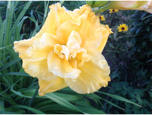 �������� �������� ������(Congfields Maxim)