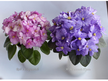 Rob’s Hopscotch � �-������� ����.JPG