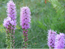 ������� ��������� �������