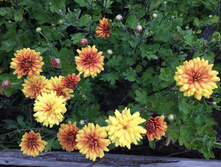 ����������