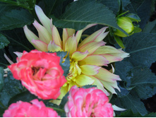 ����������� ���� Sunmaid / ������ ��������� �  ������� ������� �����