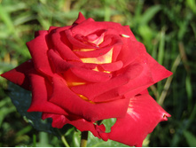 ���� �������� (FRIENDSHIP)