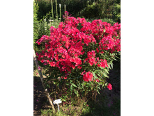 ����� ���� ���������� (�������� �������) 150�.