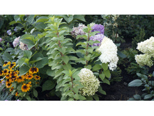 ��������� ��� ����