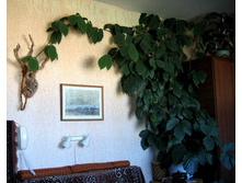 ����������� ������ - ������ �������� �������� .