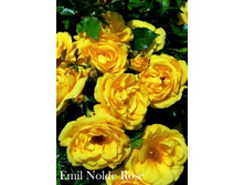 ���� Emil Nolde Rose (�������� 9��).jpeg