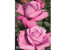 ���� Blue Parfume (�������� 7��).jpeg