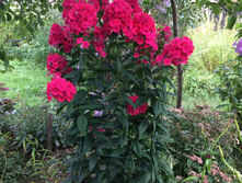 ����� Grenadin Dream (�������� ����) 150-200�.