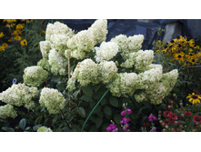 ������ �����