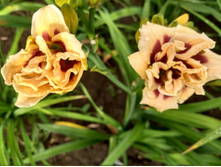 IMG 20180804 074924952 HDR.jpg