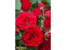 ���� Santana (�������� 2��).jpeg