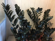 ������������ ������ , ���� ����� - 1200 - 1300 ���.